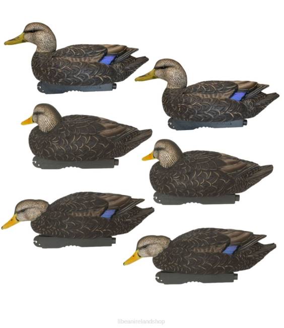 Black Duck