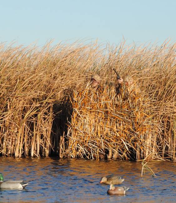 LLBean Avery RealGrass Blind Material Unisex J46J2258 Outdoor Equipment Tan