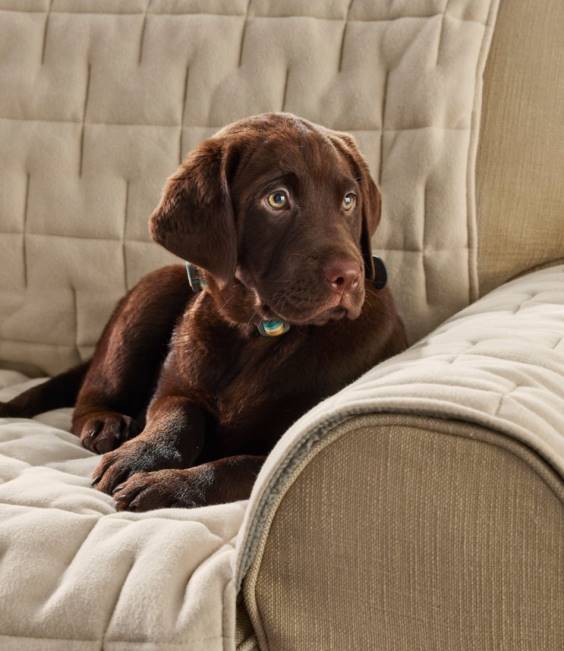 LLBean Furniture Protector Unisex J46J4006 Home Goods Charcoal