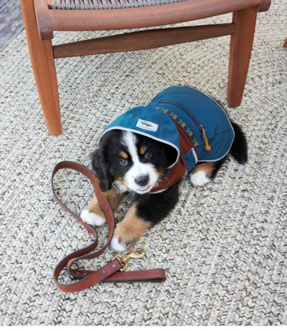 LLBean Mountain Classic Dog Anorak Colorblock Unisex J46J1638 Home Goods Dark Mariner Blue