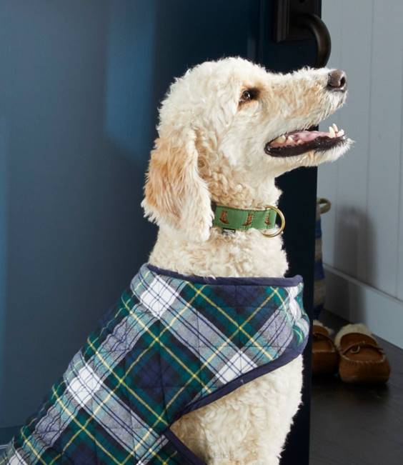 LLBean Novelty Dog Collar Unisex J46J1616 Home Goods Boots