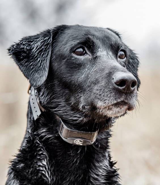 LLBean SportDOG Yard Trainer 300 Unisex J46J1641 Outdoor Equipment Black